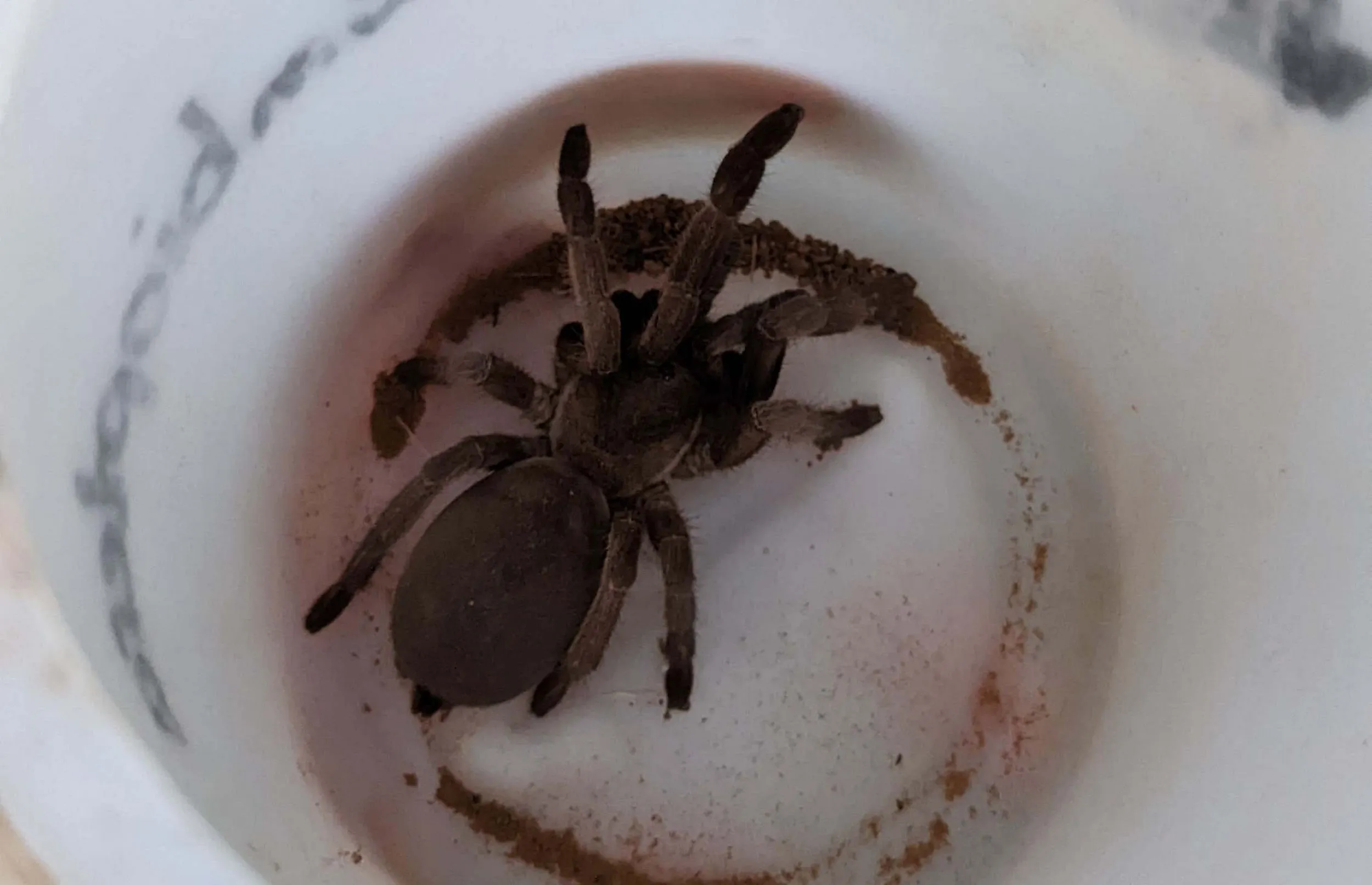 15335 releasing tarantula