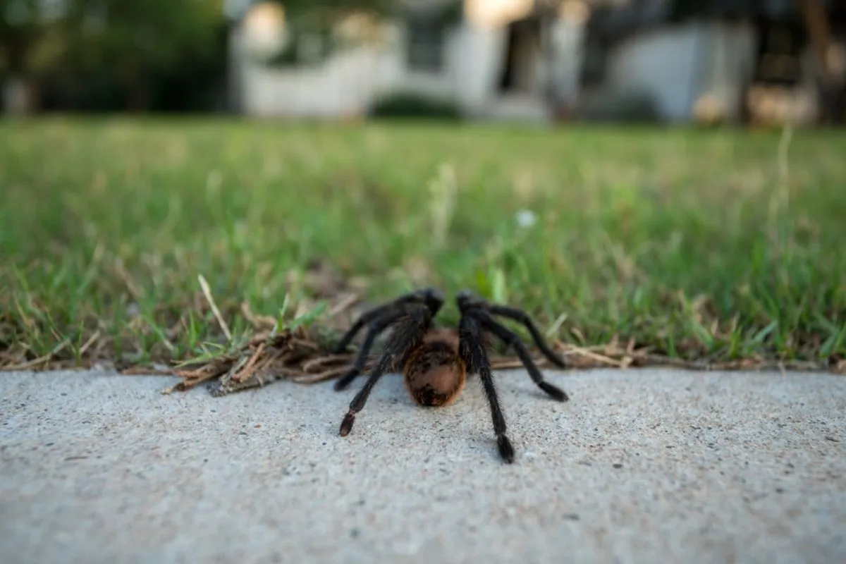 15335 tarantula identification