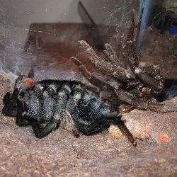 15336 tarantula behavior change