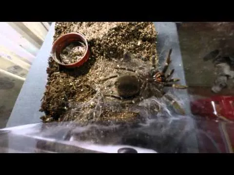 /img/15336-tarantula-stuck-molt.webp