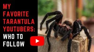 15337 tom moran tarantulas