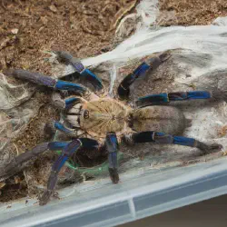 /img/15341-healthy-cobalt-blue-tarantula.webp
