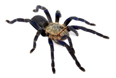 15341 variety in tarantula diet