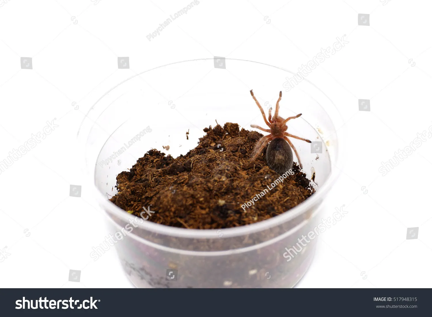 15342 rosie sling enclosure