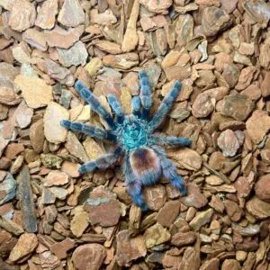 15342 rosie sling feeding