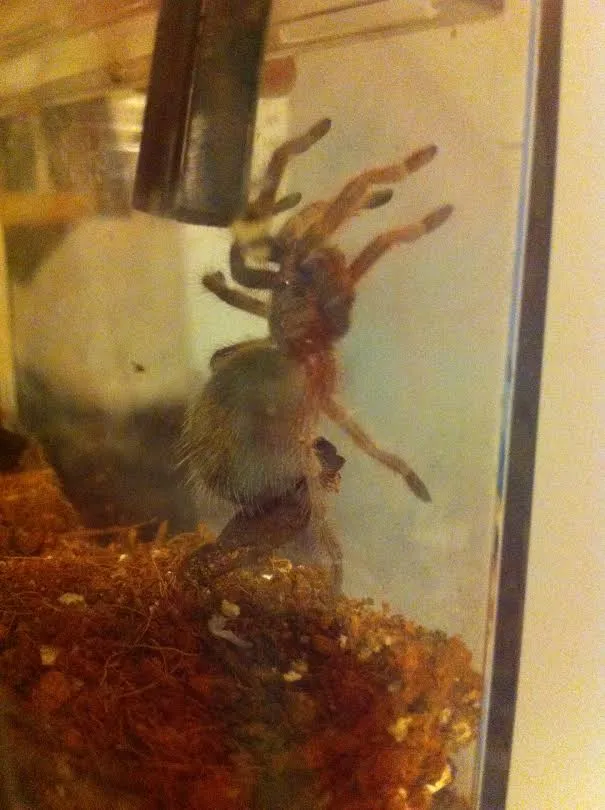 15342 rosie sling molting