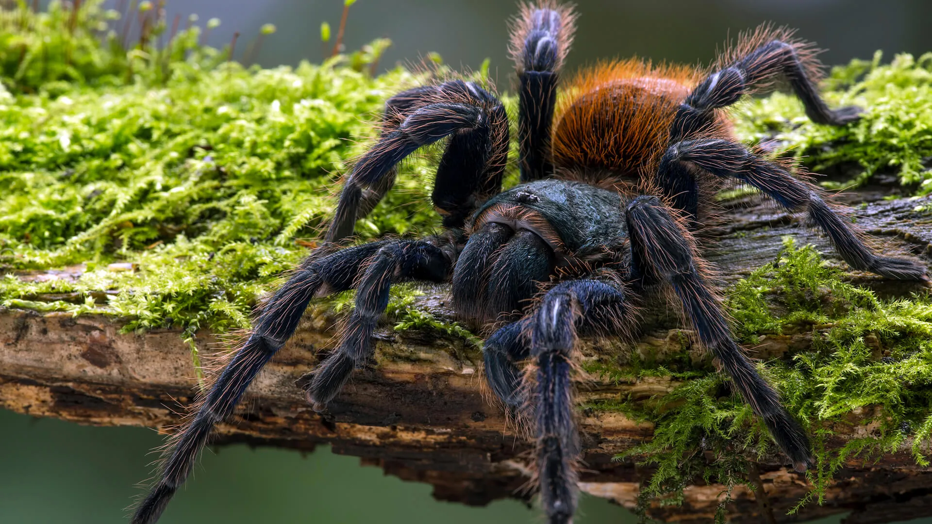 /img/15343-tarantula-feeding.webp