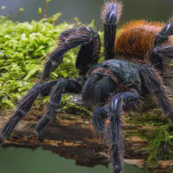 /img/15343-tarantula-feeding.webp