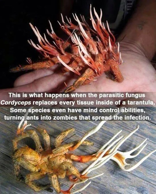 15344 tarantula zombie bite symptoms