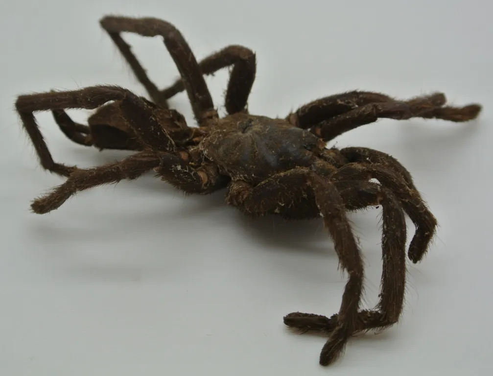 /img/15344-tarantula-zombie-myths.webp