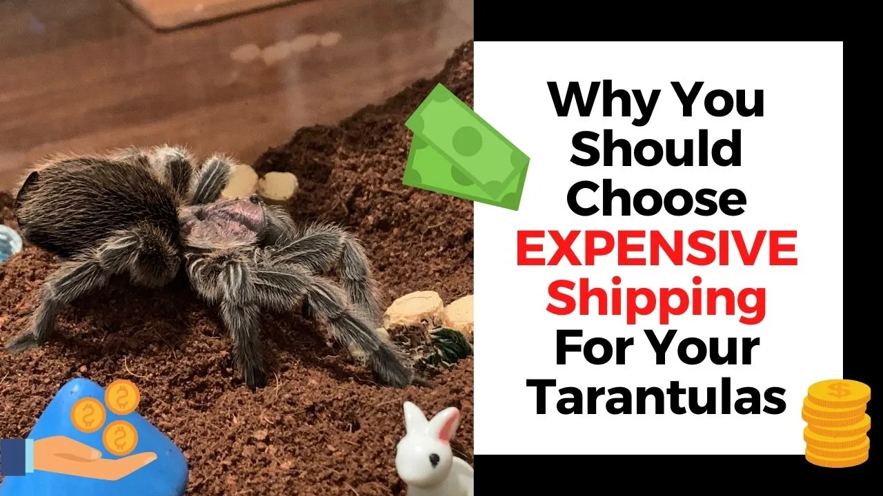 15345 expensive tarantula header