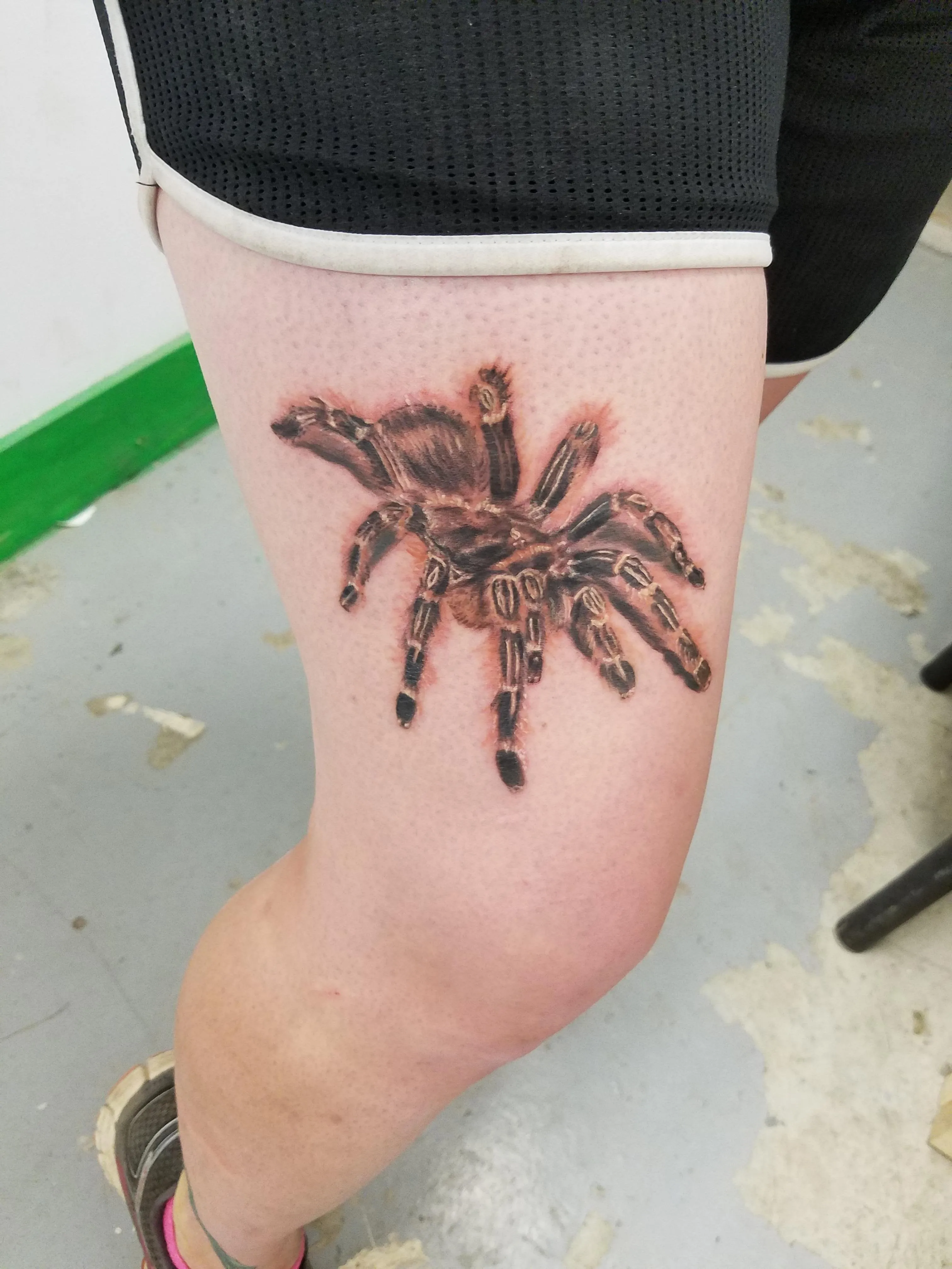 15345 pinkfoot goliath birdeater