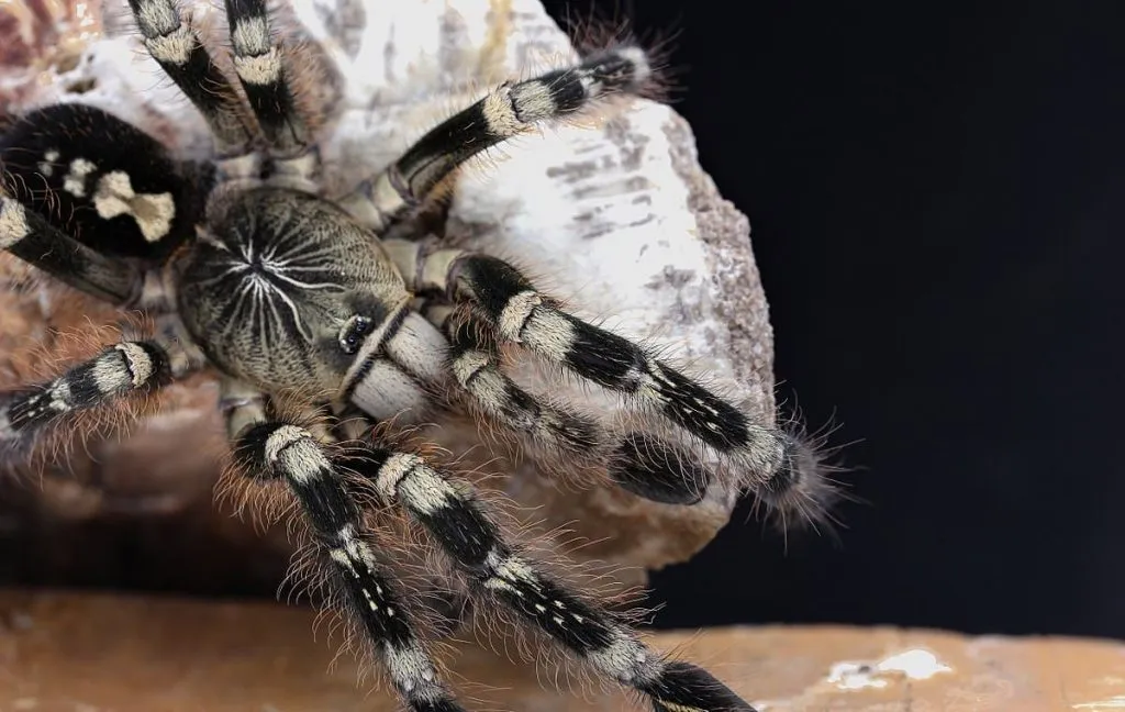 15345 poecilotheria metallica