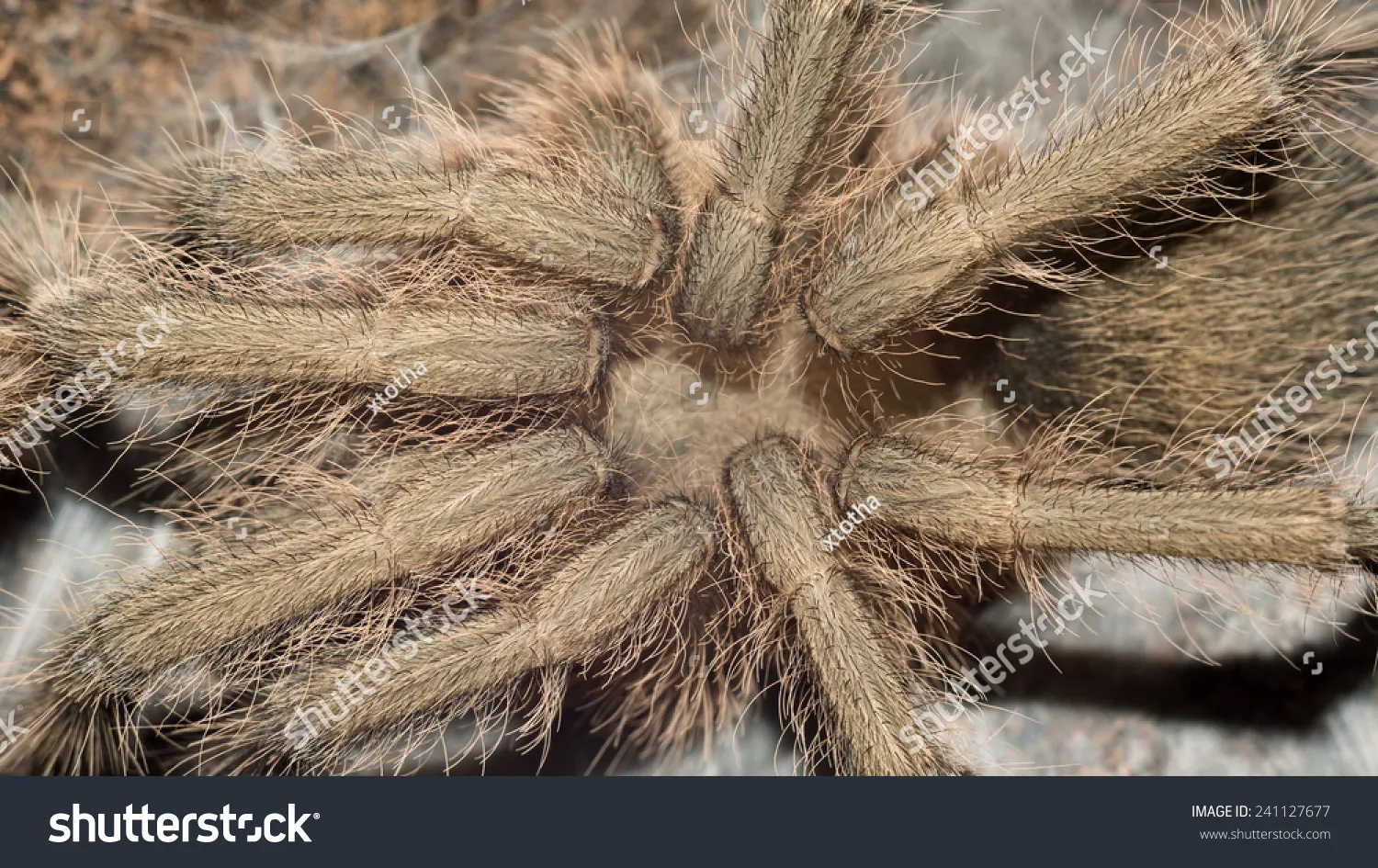 15345 stripe knee tarantula