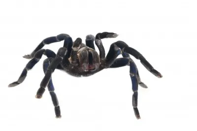 15346 cobalt blue tarantula enclosure