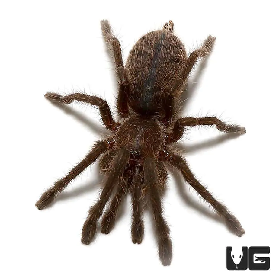 15346 cobalt blue tarantula feeding