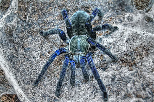 15346 cobalt blue tarantula sling 2