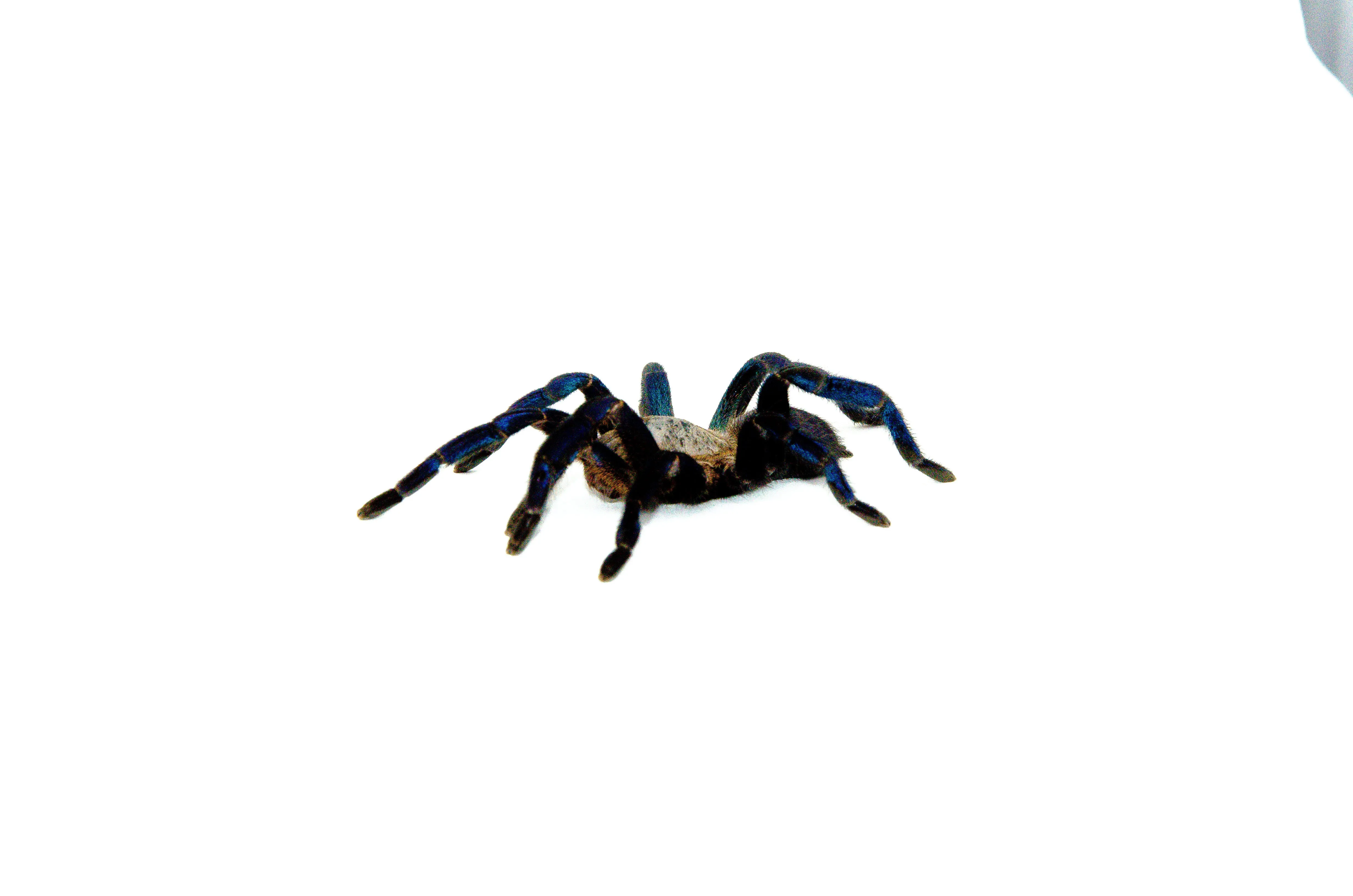 /img/15346-cobalt-blue-tarantula-sling-4.webp