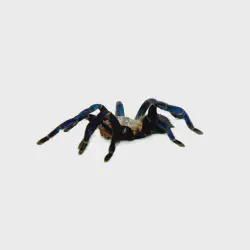 /img/15346-cobalt-blue-tarantula-sling-4.webp