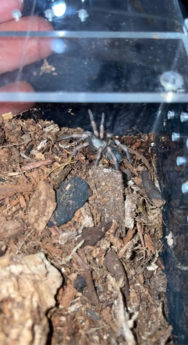 15349 feeding tarantula