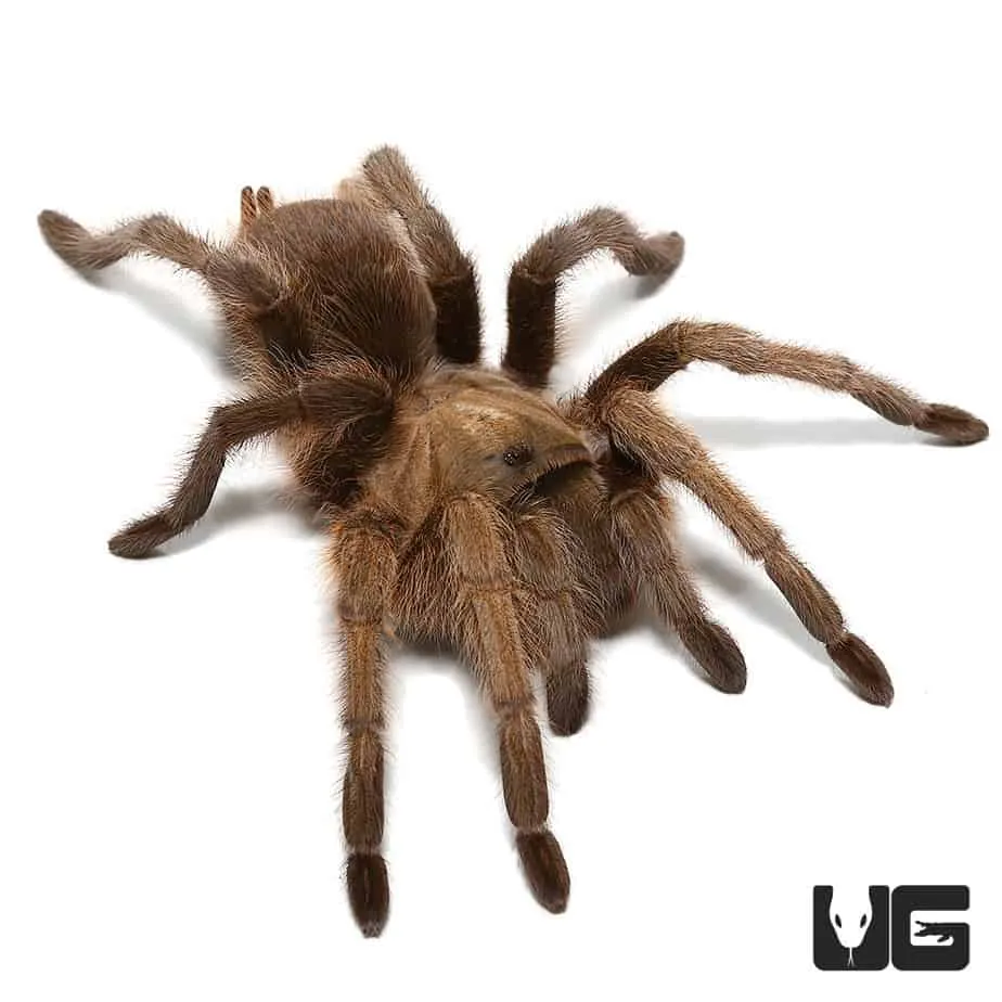 /img/15349-tarantula-health.webp