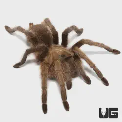 /img/15349-tarantula-health.webp