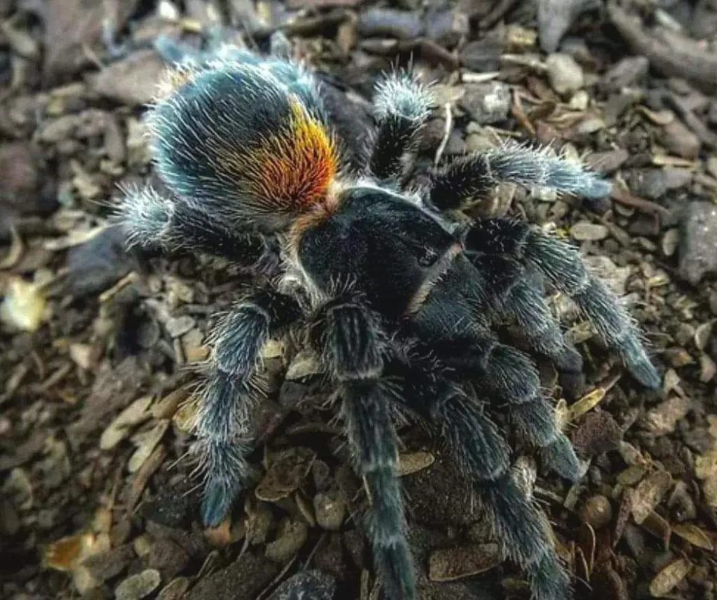 15349 tarantula species rare