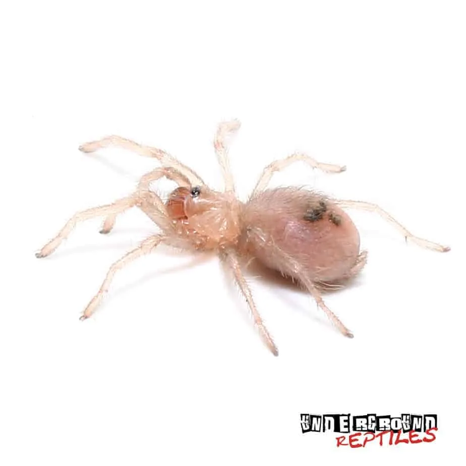 15351 brazilian blue dwarf spiderling