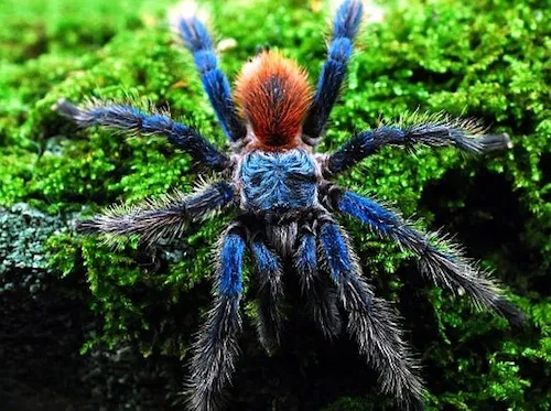 /img/15351-handling-tarantula.webp