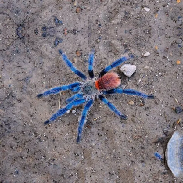 15351 male female brazilian blue dwarf