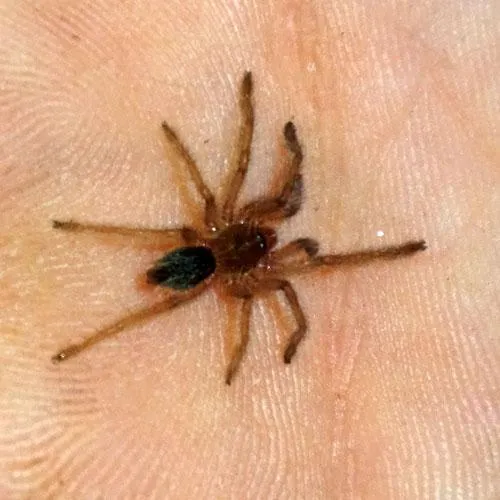 15351 tarantula feeding