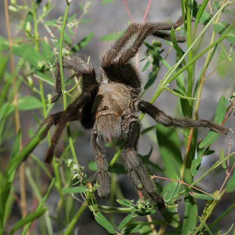 15352 health implications tarantula