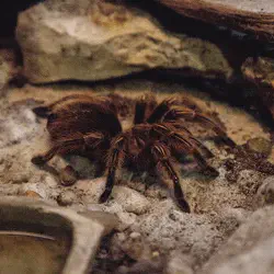 /img/15353-rose-hair-tarantula-comparison.webp