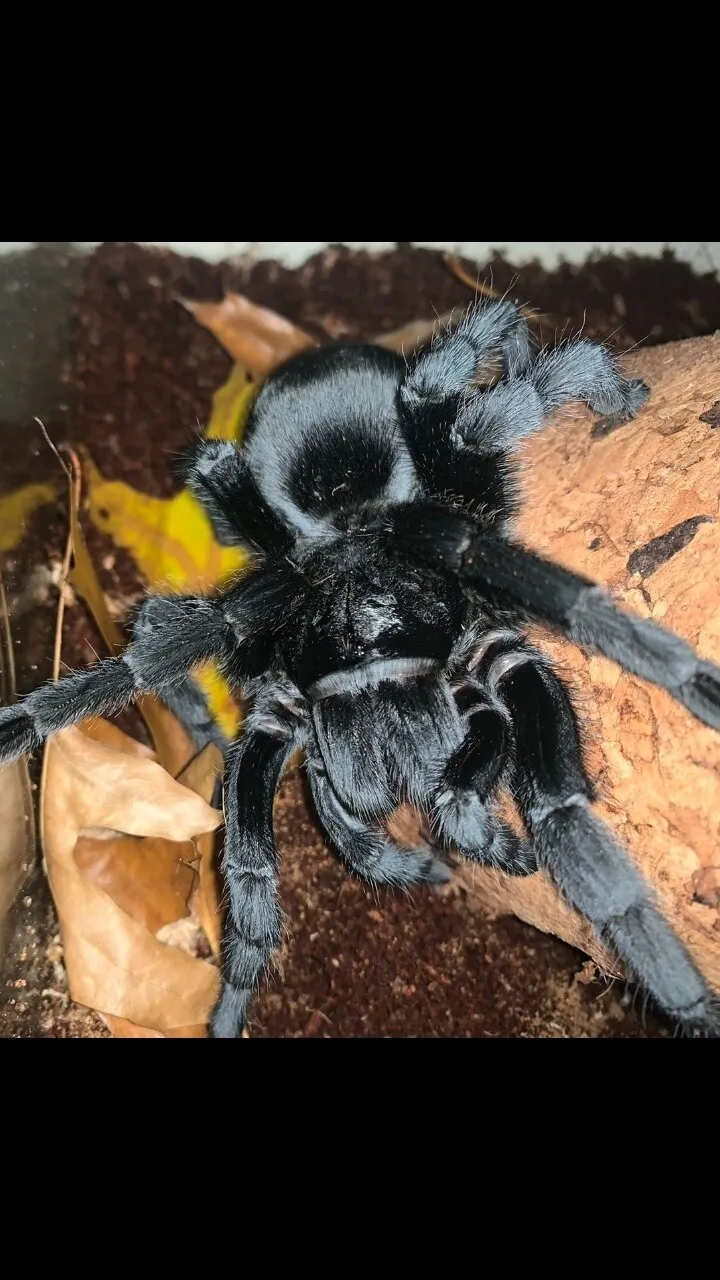 15354 brazilian black tarantula sling