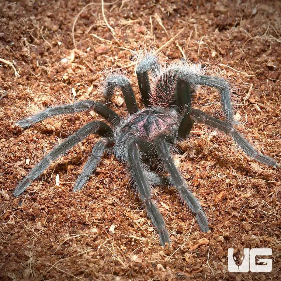 15355 feeding tarantula frequency