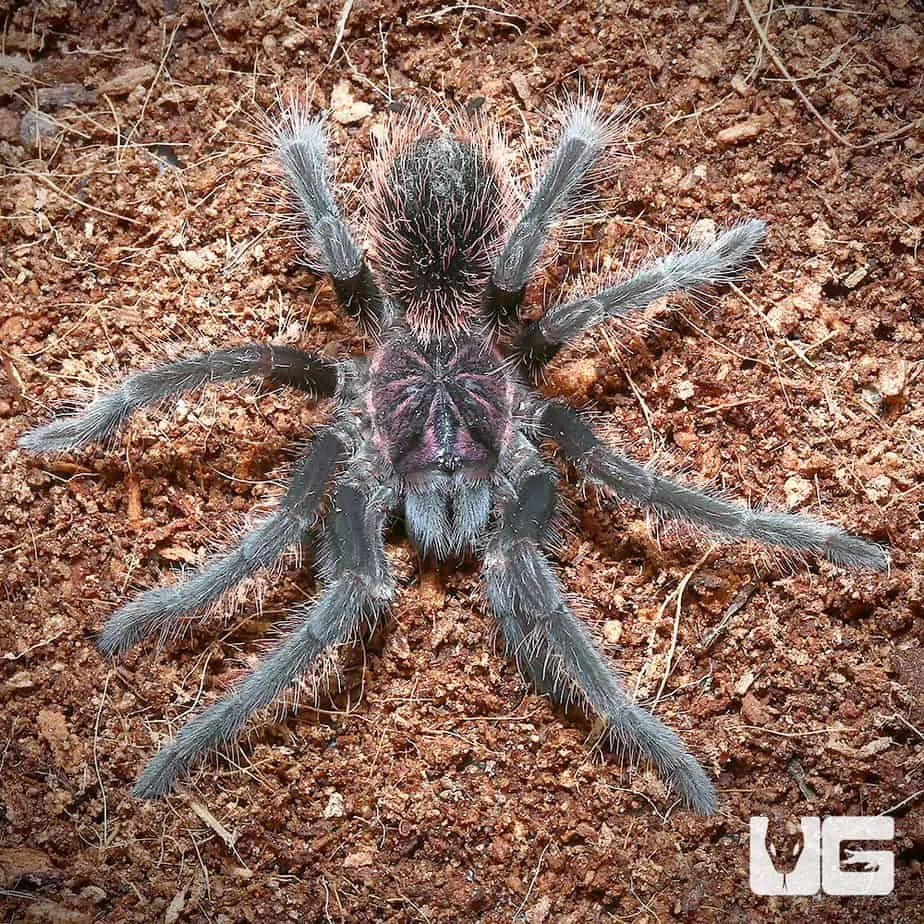 15355 roach for tarantula