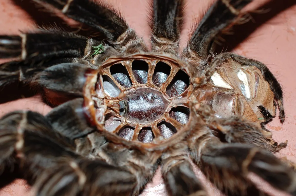 15356 tarantula abdomen