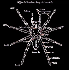 15356 tarantula chelicerae