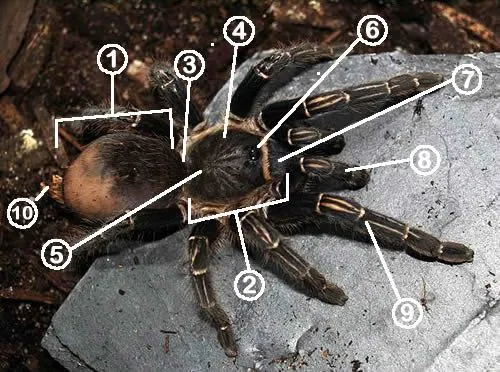 /img/15356-tarantula-internal-organs.webp