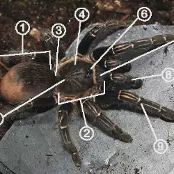 /img/15356-tarantula-internal-organs.webp