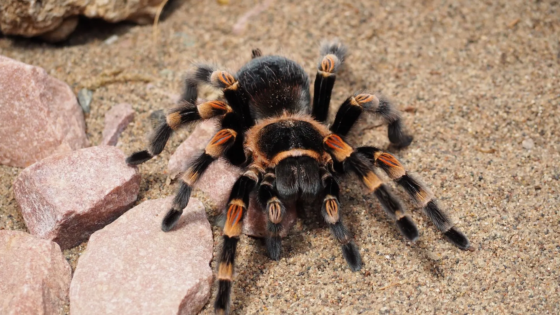15356 tarantula molting