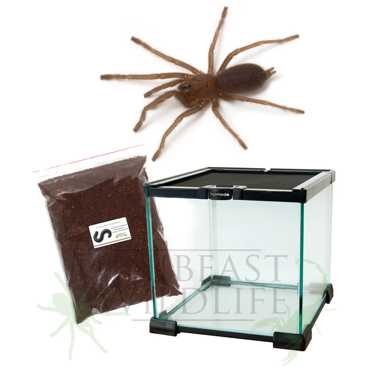 /img/15357-australian-tarantula-eating.webp