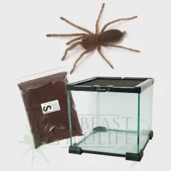 /img/15357-australian-tarantula-eating.webp