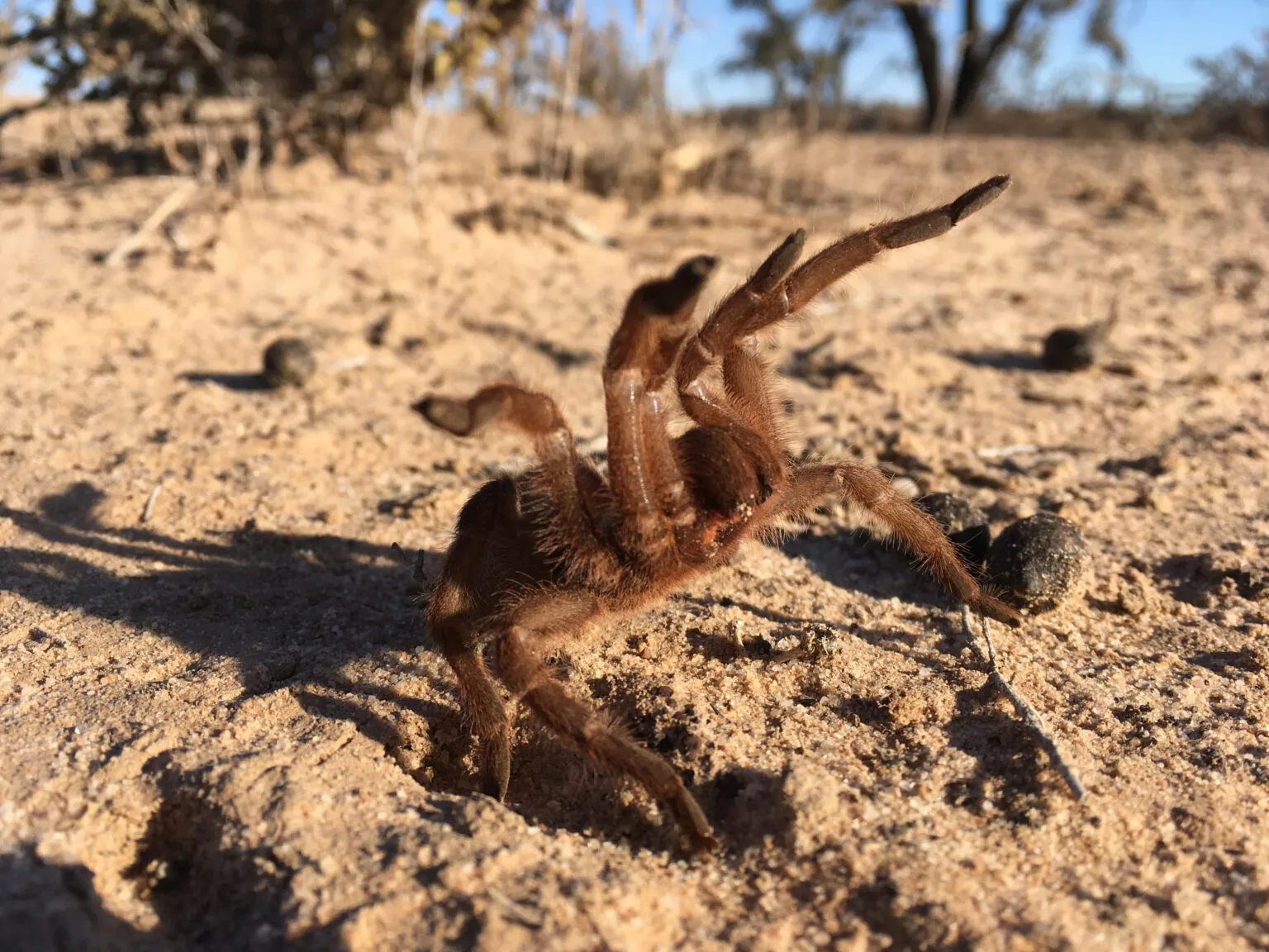 15357 australian tarantula feeding