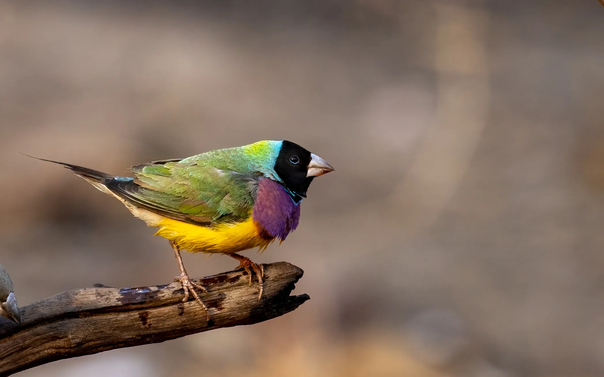 15357 australian tarantula species