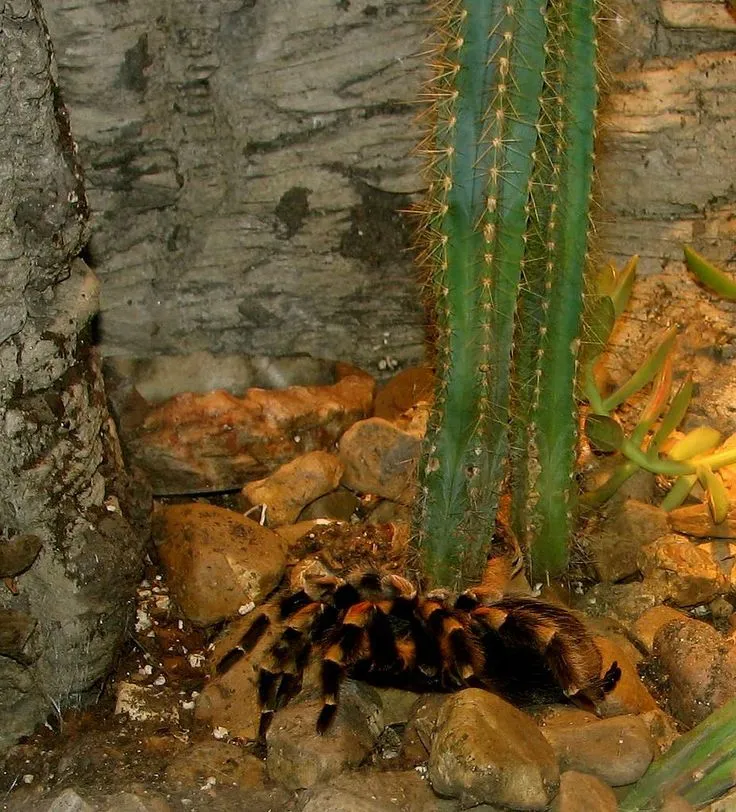 15358 red knee tarantula habitat