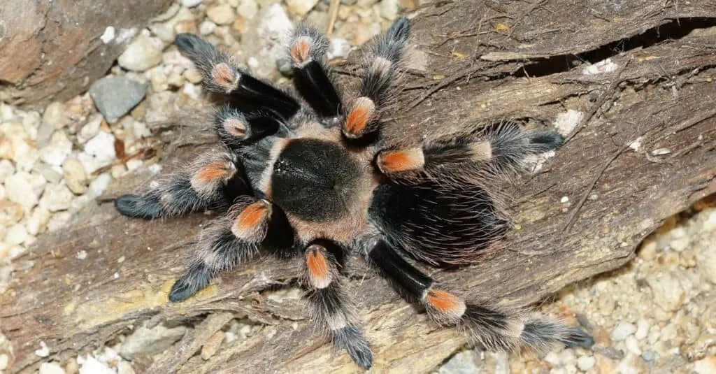 15358 tarantula decorations