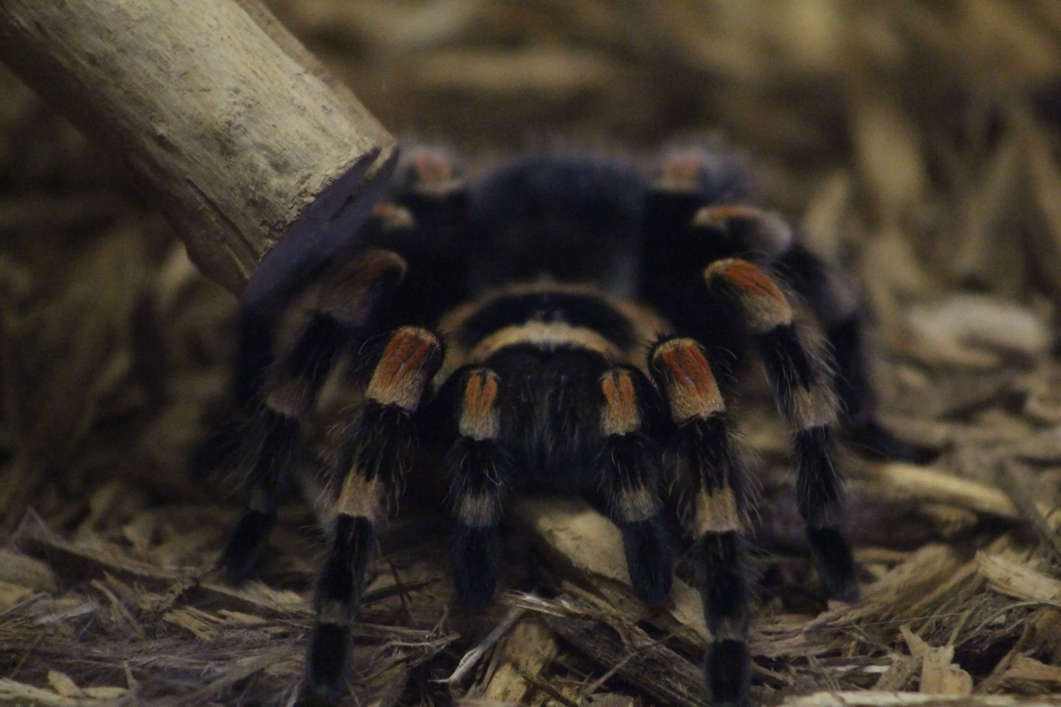 15358 tarantula substrate