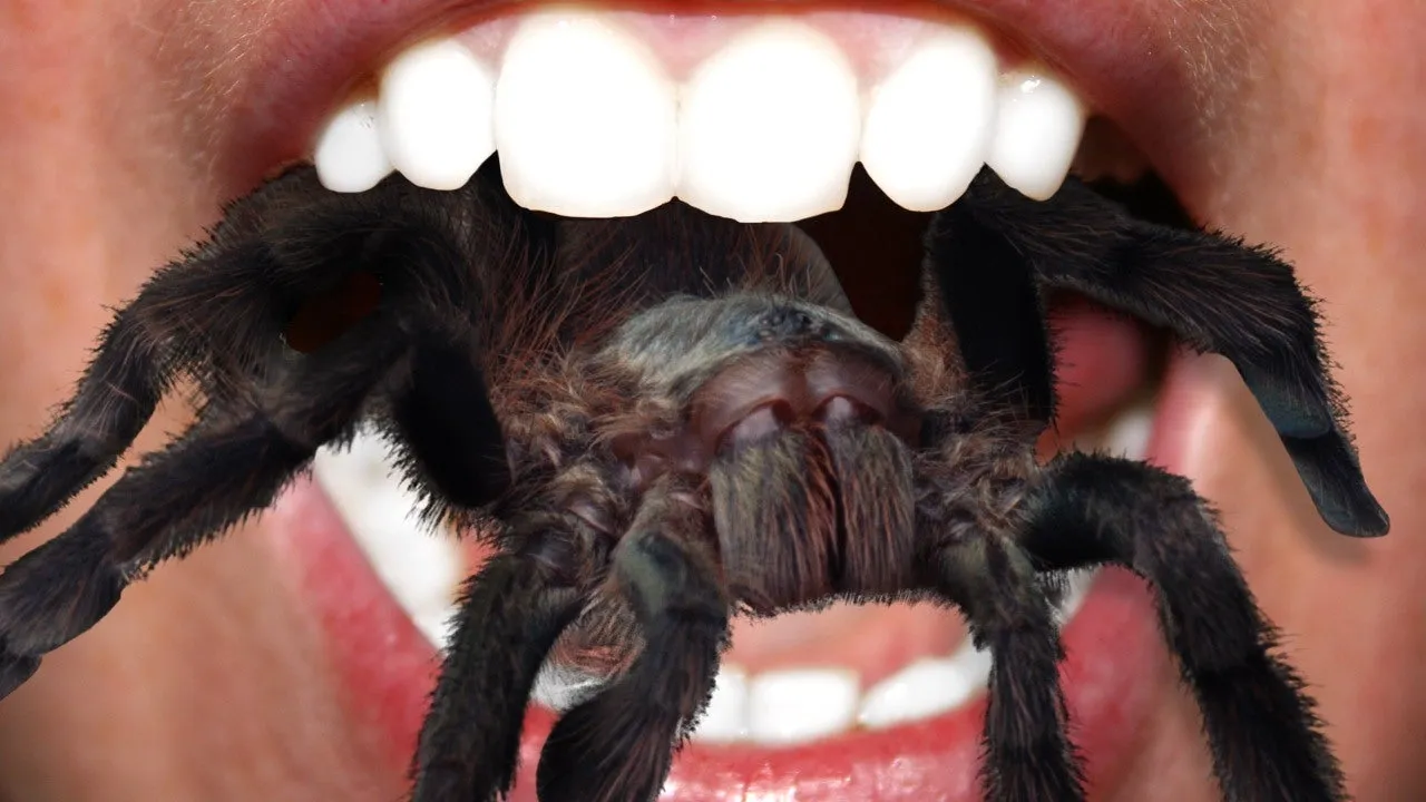 15359 tarantula eating habits
