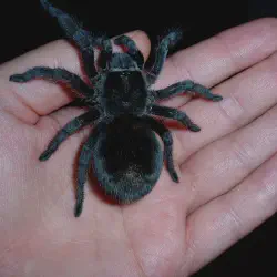 /img/15360-brazilian-black-tarantula-hiding-spot.webp
